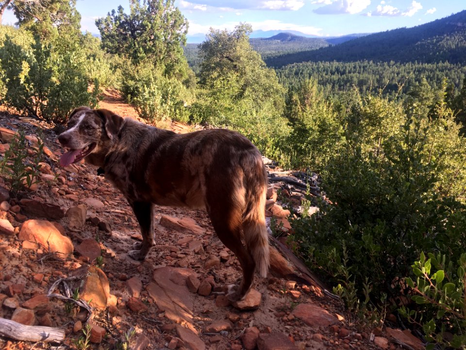 Out on the Bearfoot Trail