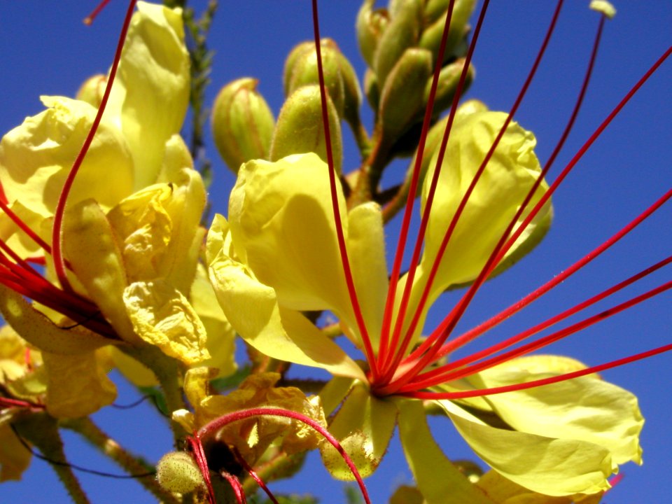 Mexican Bird of Paradise
