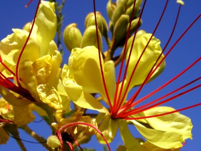 Mexican Bird of Paradise photo