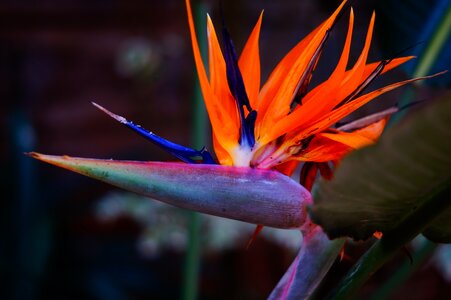 Bird tropical floral photo