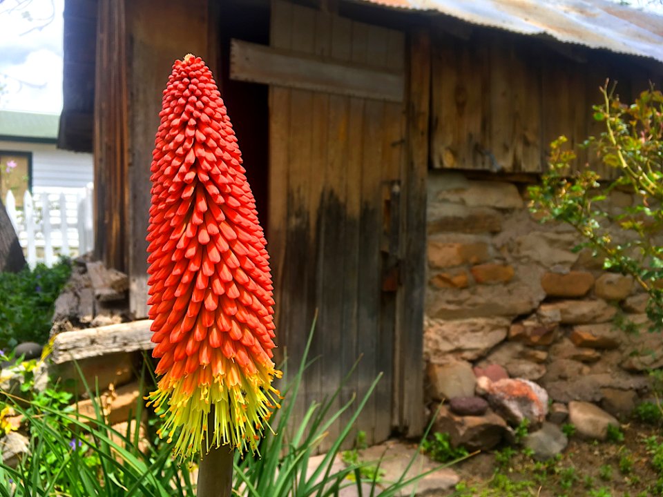 Randall House Red Hot Poker
