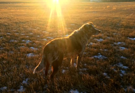 Sun Dog photo