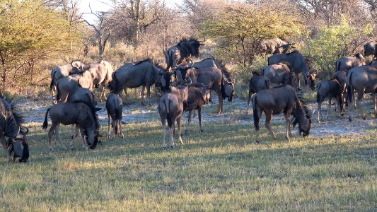 Wildebeests