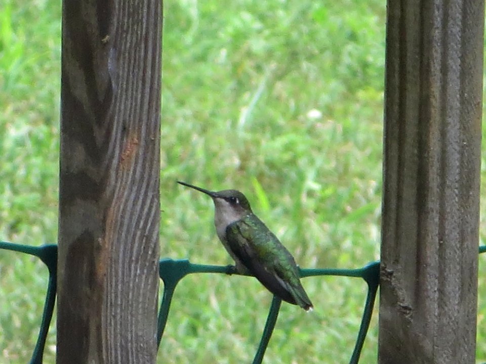 bird green hummingbird