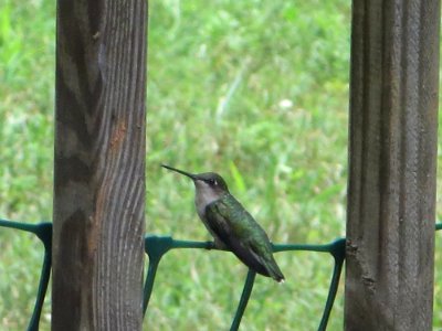 bird green hummingbird