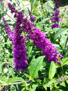 Buddleja davidii, 1e die bloeit.