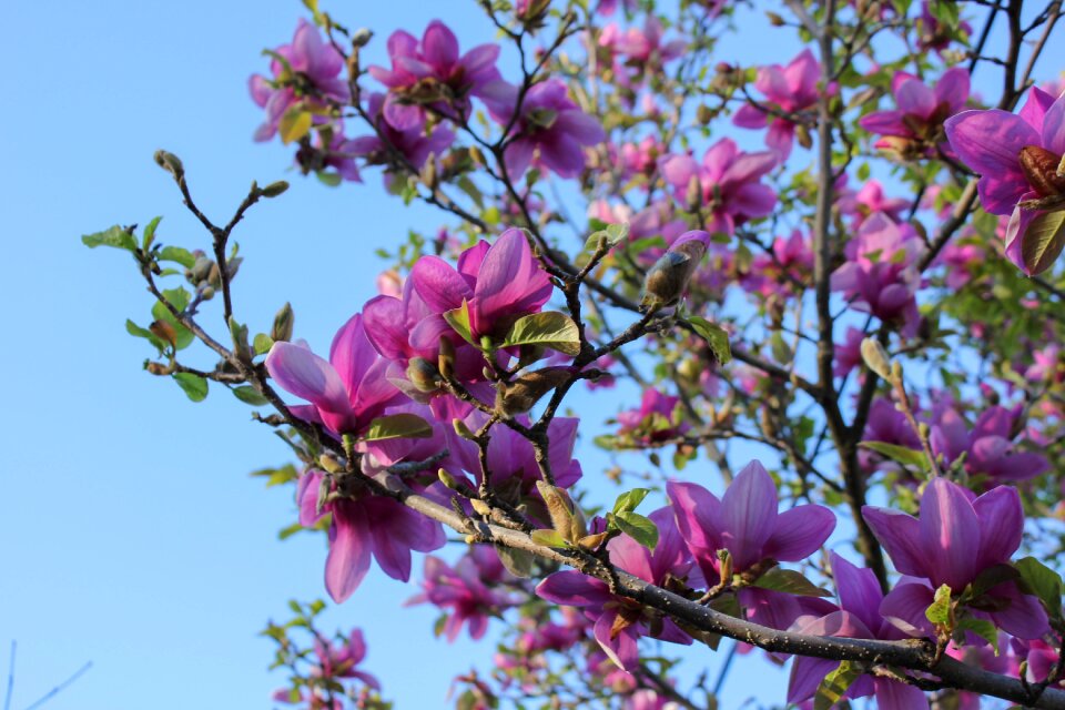 Springtime soulangeana botany