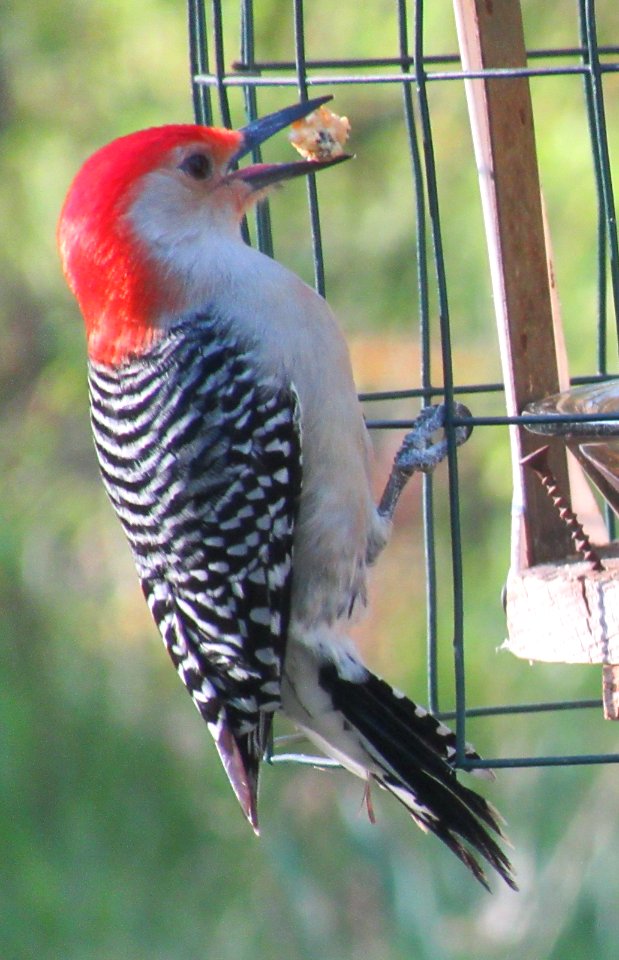 Red-bellied Woodpecker Feeding