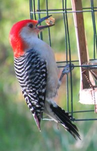 Red-bellied Woodpecker Feeding