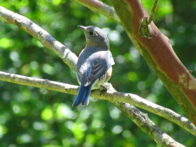 juvenile bluebird1 photo