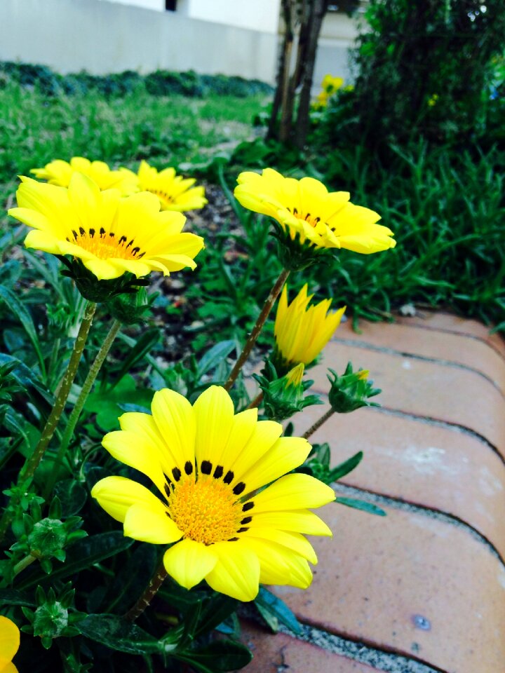 Public garden yellow flower garden