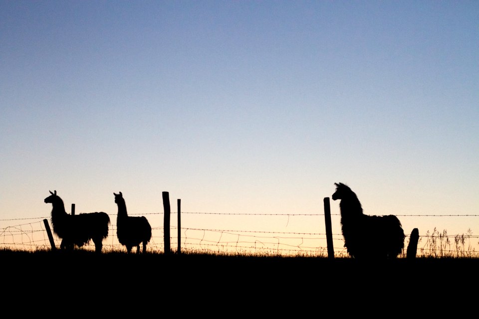 Three Llamas Tweeting About Educational Technology