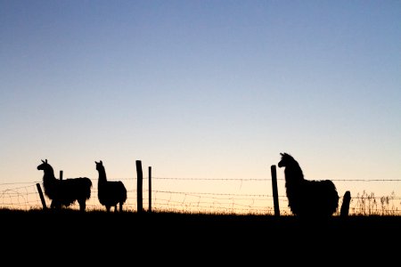 Three Llamas Tweeting About Educational Technology