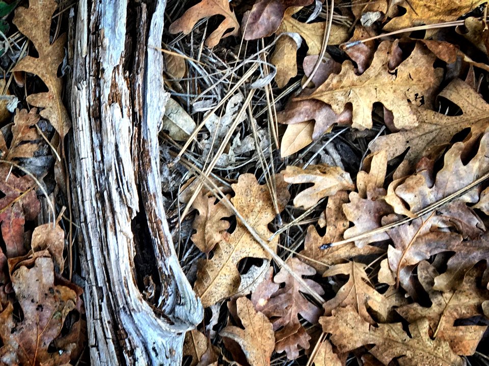 2017/365/41 Dig Down Through Winter and There's Autumn