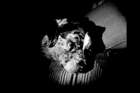 Chiaroscuro Pup