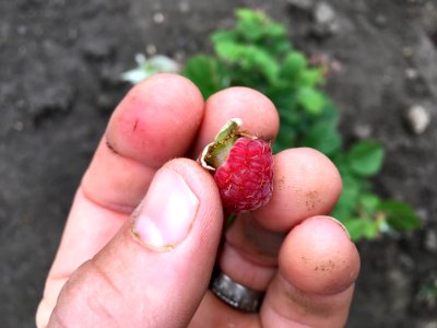 Still Berry