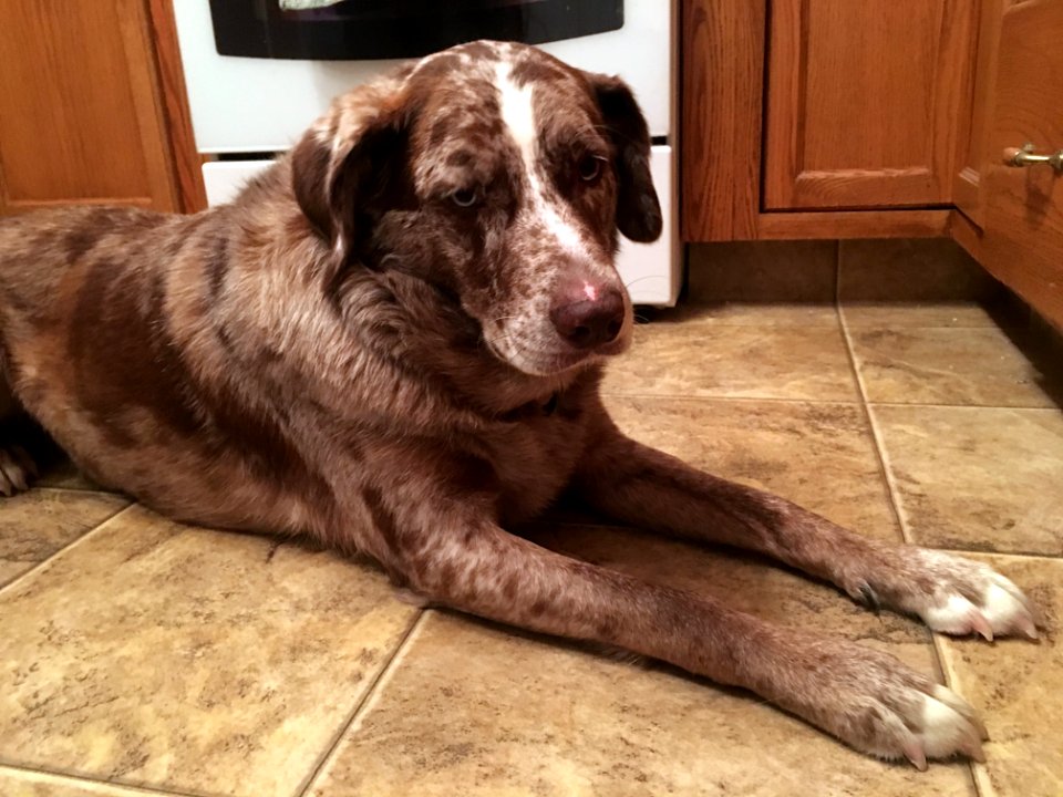 How Much Sadder Do I Need to Look to Make Cheese Fall on the Floor?