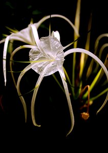 Nature thailand flower