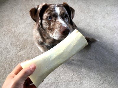 I Know Who's a Good Boy...