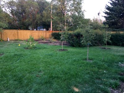 Our Forest is Expanding!