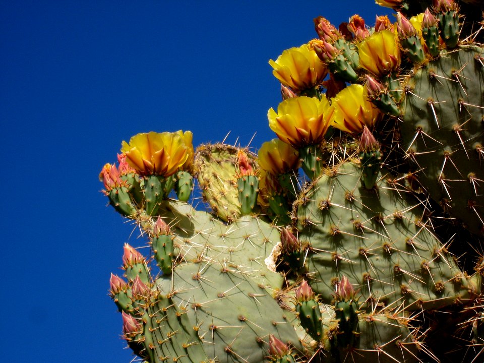 Prickly Pear Flowers