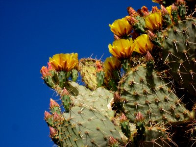 Prickly Pear Flowers photo