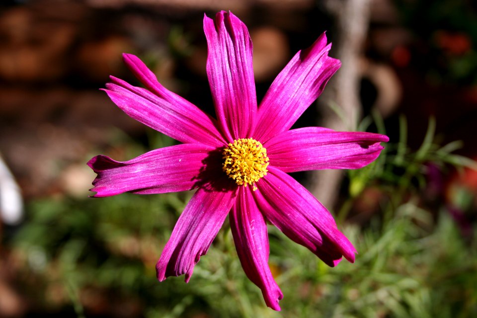 Purple Star