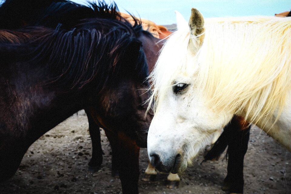Stallion animal mare
