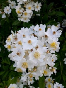 Rosa multiflora closeup. photo