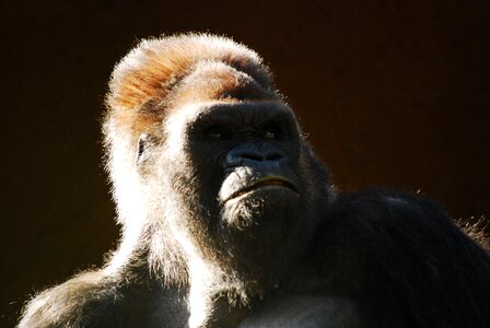 Ape wildlife mammal photo