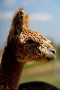 Alpaca