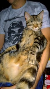Chilled cat watching tv