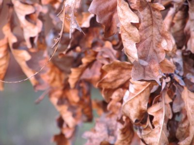 Dry oak leaves photo