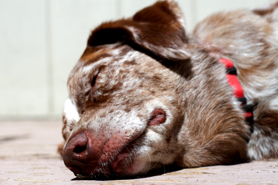 Out Cold in the Hot Sun