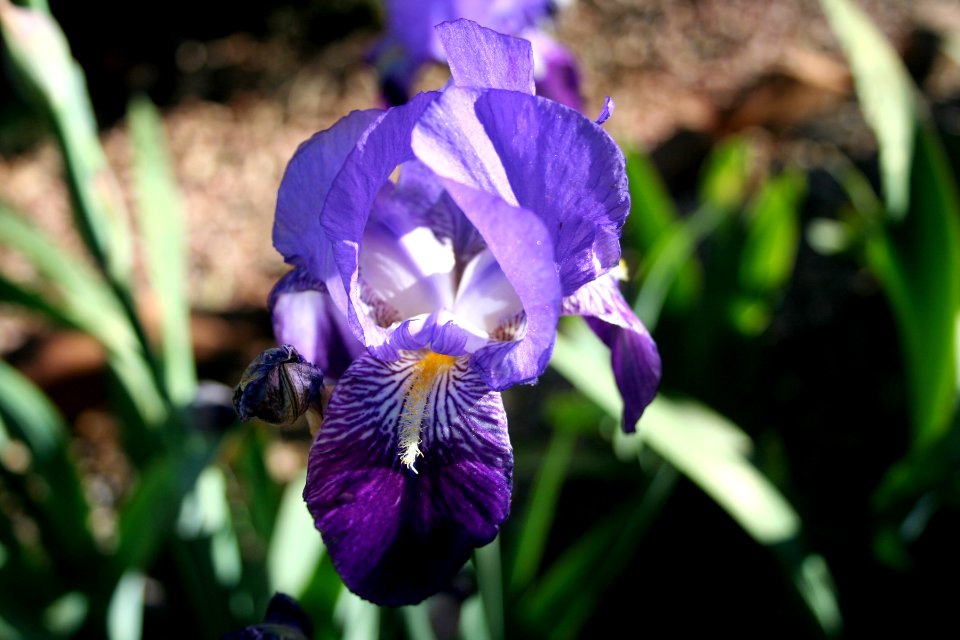 Early Iris photo