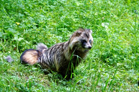 Fruit fuchs fuchs dog photo