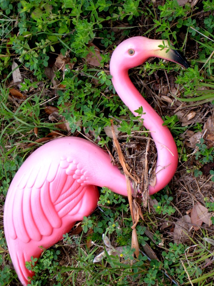 Dead Plastic Flamingo
