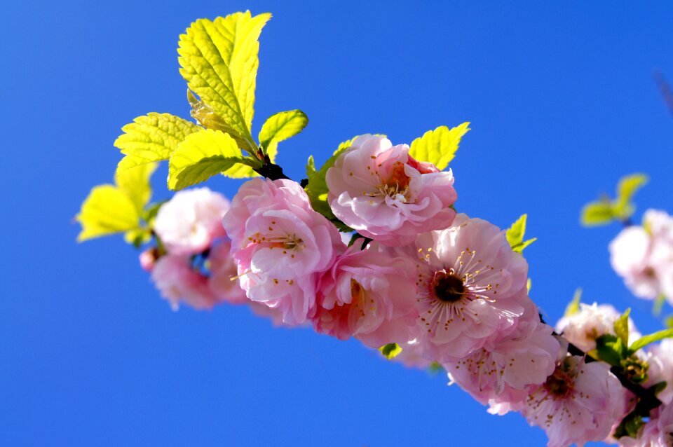 Roses spring plant