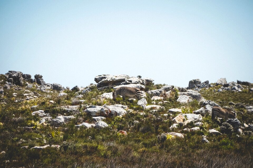 Rocks hillside grazing