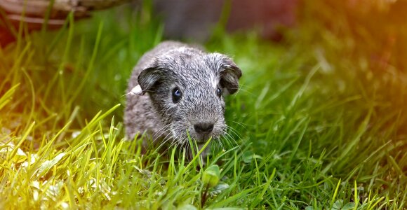 Black and white agouti silver grass