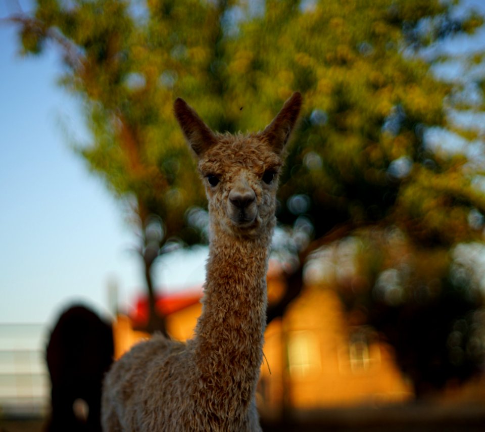 DSC08846 v1
