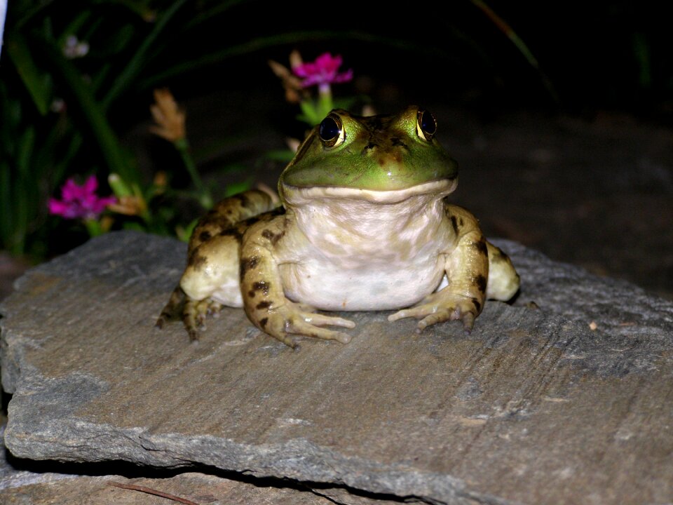 Amphibian animal nature