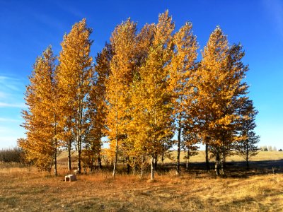 Poplar Gathering