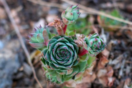 2017/365/294 Hallo Succulent photo