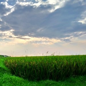 Nature of Village.