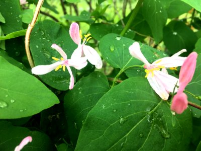 Watered Honeysuckles