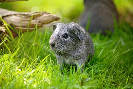 Silver black and white agouti meadow