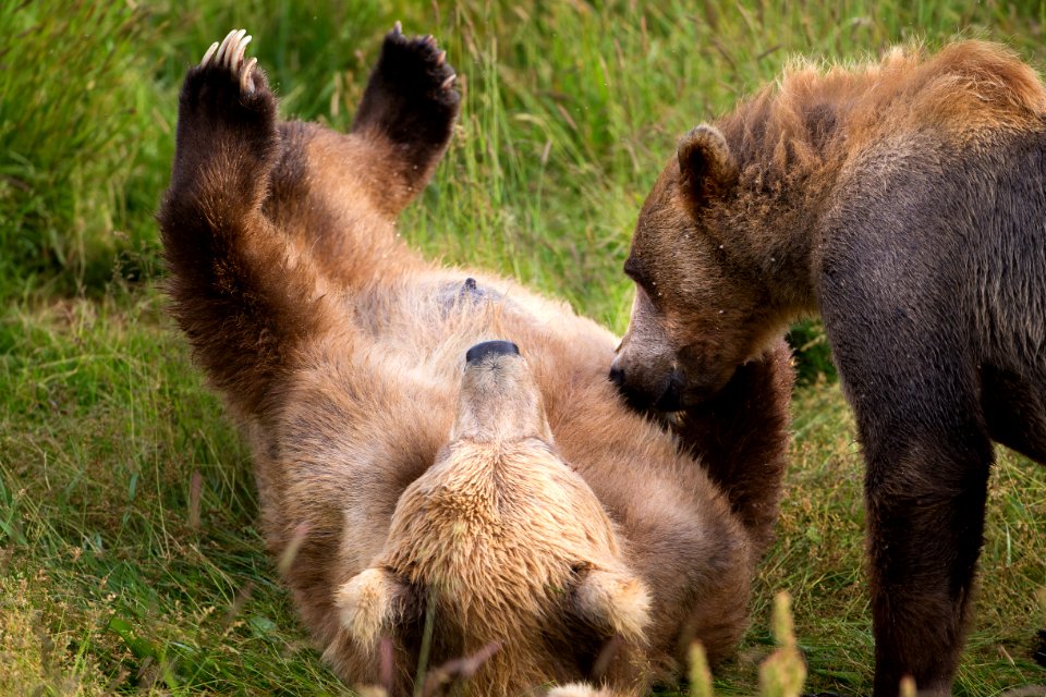 Sow nursing 2 1/2 yr cub