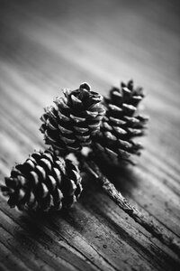 Tree nature decoration