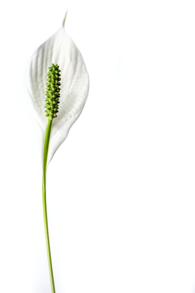 Lily bloom botany